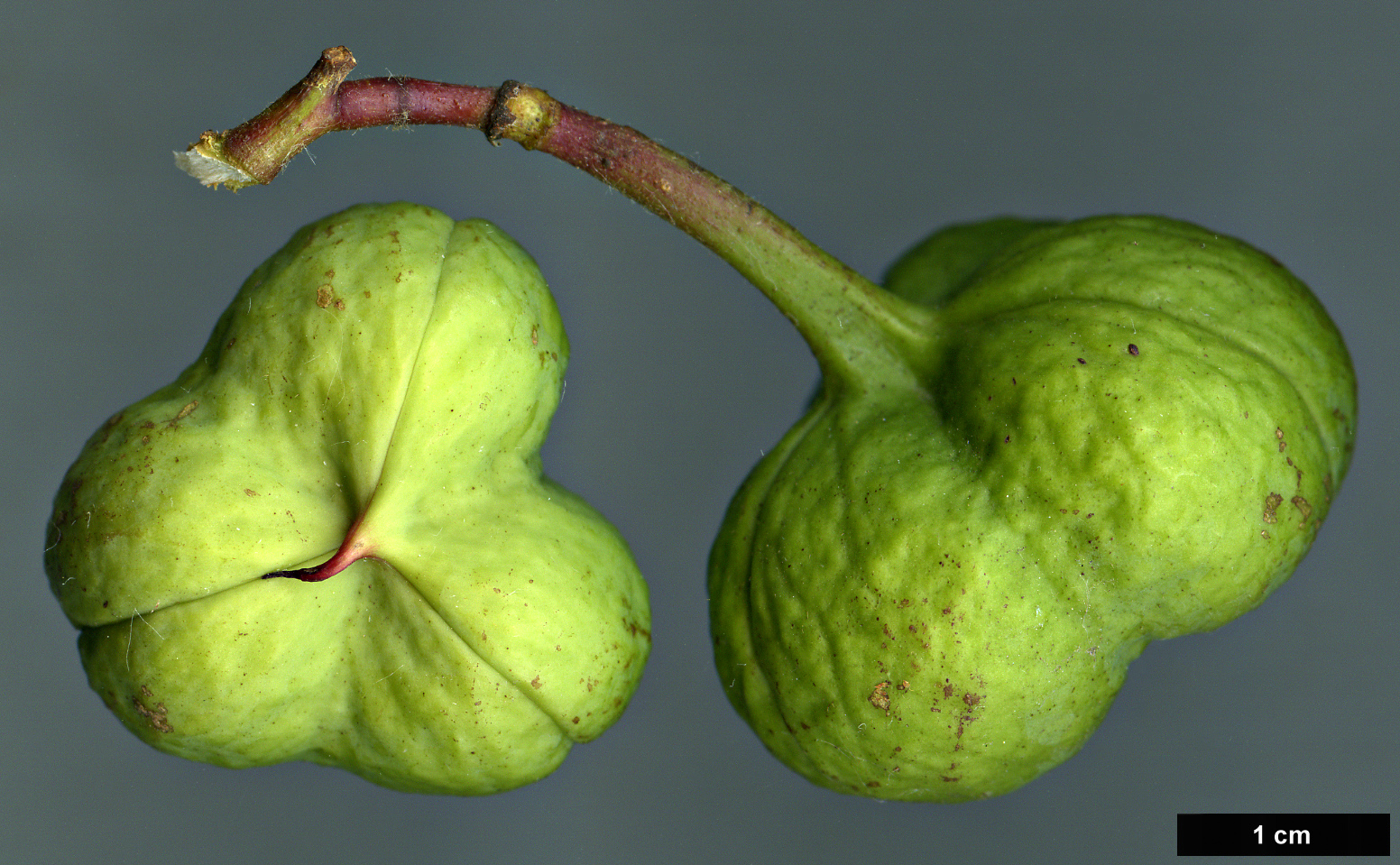 High resolution image: Family: Sapindaceae - Genus: Ungnadia - Taxon: speciosa